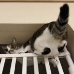 妹猫