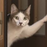 兄猫