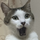兄猫