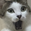兄猫