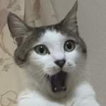 兄猫