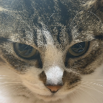 妹猫