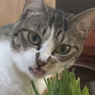 妹猫