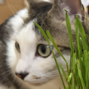 兄猫