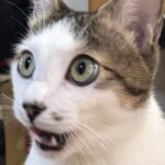 兄猫