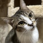 妹猫