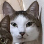 兄猫