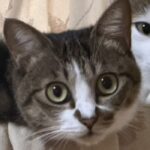 妹猫