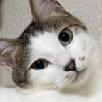 兄猫