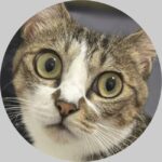 妹猫